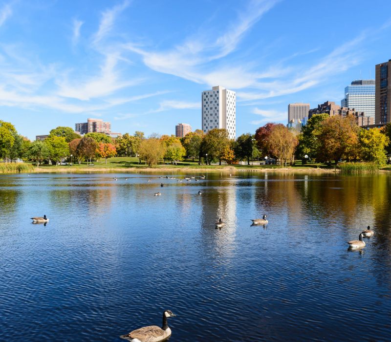 City park lake with ducks swimming, surrounded by trees with fall colors and tall buildings under a blue sky.